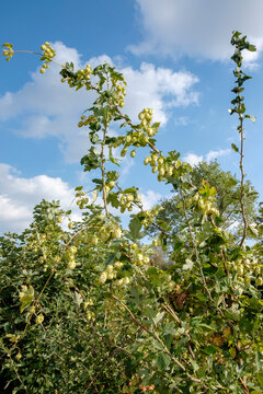 Wildwachsender Hopfen