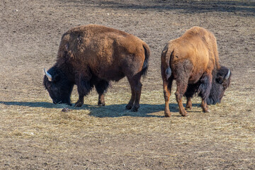 american bison in the field