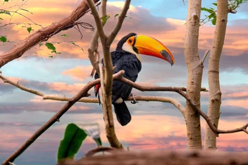 Tableaux ronds sur aluminium brossé Toucan toucan sitting on a branch