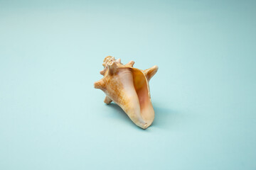 Seashell lies on a blue background