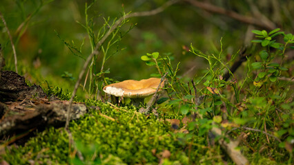 The Sickener (Russula emetica) fungi. Closeup. Big fresh single Russula mushroom.