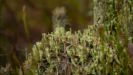 British Soldier lichen (Cladonia cristatella). Growing on rotting branch with other lichens and fungus. Russia