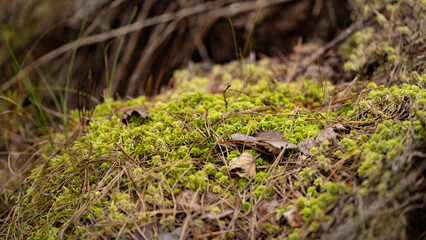 Beautiful green moss and lichen seamless close up, Selective focus, Moss texture, Moss abstract background. 