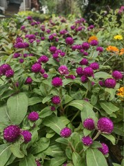 pink flowers in a garden
