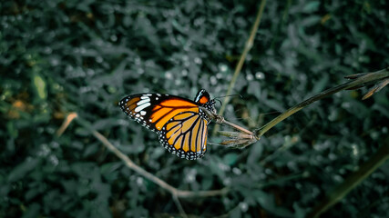 Tiger butterfly on the stick.
