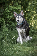 Husky mit 3 Beinen in der Natur 