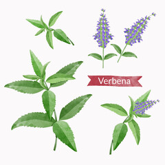 Verbena Leaf branch, flowers and leaves Design elements set, watercolour style vector illustration. - obrazy, fototapety, plakaty