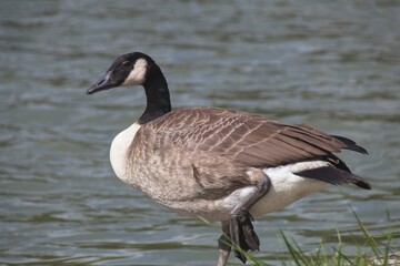 country goose on the grass