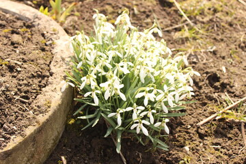 First spring flowers. Snowdrops in the garden. White flowers in the garden. Spring.