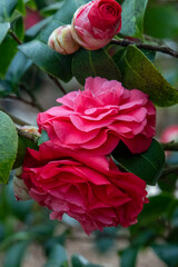 Camellia