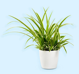 Chlorophytum laxum plant on light blue background in studio