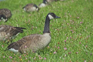 country goose on the grass