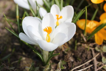 White crocuses close-up. White crocuses on a flower bed. A group of white crocuses.