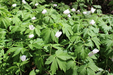 Snowrops in forest. White snowrops .First spring flowers. 
