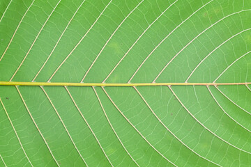 Close up the texture of a green leaf with a beautiful symmetrical pattern
