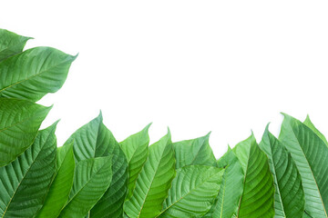 Group of fresh kratom leaves or Mitragyna speciosa on white background - 480136033