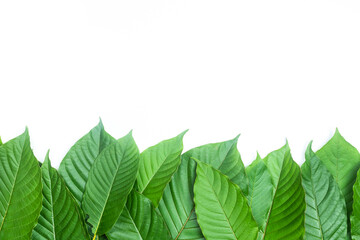 Group of fresh kratom leaves or Mitragyna speciosa on white background - 480136034