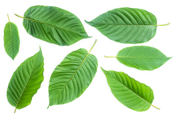 Group of fresh kratom leaves or Mitragyna speciosa on white background - 480136035
