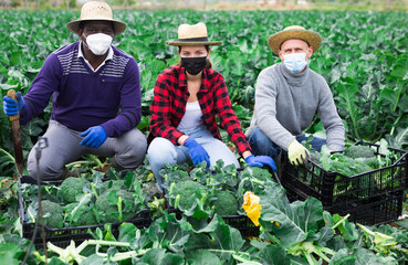 Successful female and male in protectice mask farmers with freshly harvested broccoli on farm field