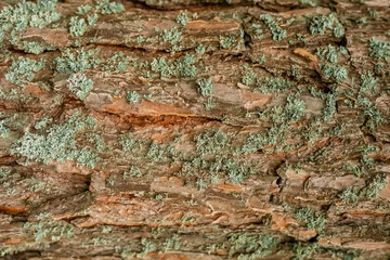 Natural wood texture from tree bark, texture may used as background. wood texture