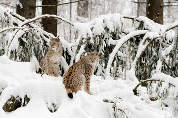 Luchspaar © Xaver Klaussner