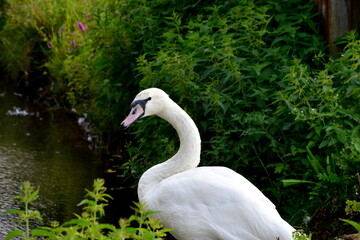 Close up on a swan grazing next to a small and shallow pond covered with reeds, shrubs, and other flors and looking to the left showing its red beak and snow white feathers on a sunny day in Poland