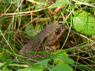 Common toad (Bufo bufo) in the grass
