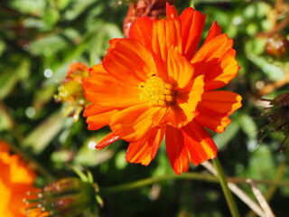 オレンジ色の花