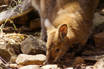 Small kangaroo, red-necked wallaby (Notamacropus rufogriseus), Tasmania, Australia