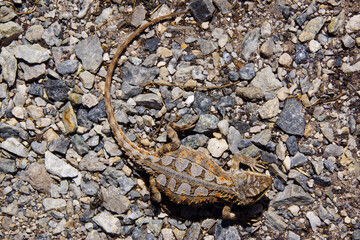Mountain dragon (Rankinia diemensis), view from above, Tasmania, Australia
