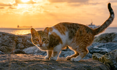 A stray cat sits on the stones of the waterfront in Istanbul. Sunset over the Bosphorus Strait