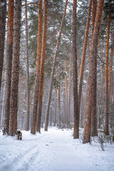 Pine trees covered with snow in forest. Beautiful winter panorama