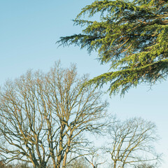 Trees Without Leaves During Winter Season In England Uk