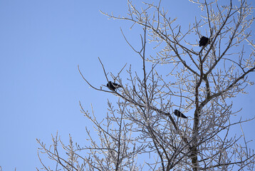 a flock of black birds on a tree in winter