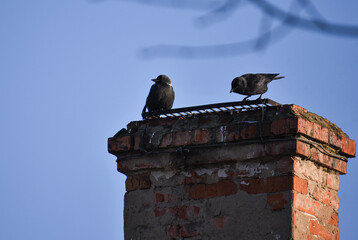 
jackdaws sit on an old brick chimney in winter