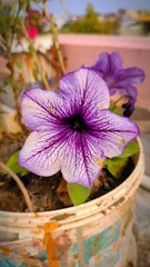 light purple petunia flower isolated in pot