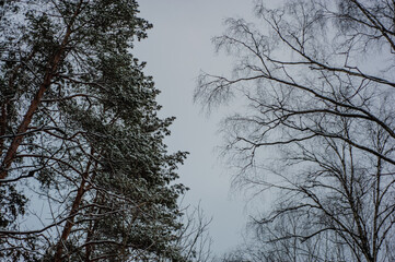 White snow on a bare tree branches on a frosty winter day, close up. Selective botanical background