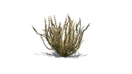 Sagebrush bush in autumn with shadow on the floor - isolated on white background - 3D illustration