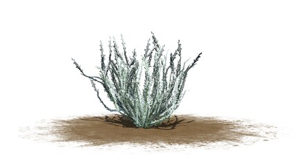 Sagebrush bush in winter on sand area - isolated on white background - 3D illustration