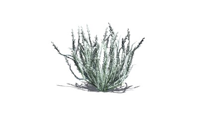 Sagebrush bush in winter with shadow on the floor - isolated on white background - 3D illustration