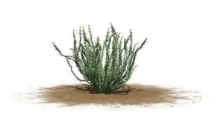 Sagebrush bush on sand area - isolated on white background - 3D illustration