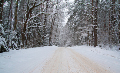 winter forest under the snow. travel in winter. impenetrable forest