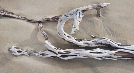 Driftwood  on beach
