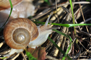 Snail in the grass