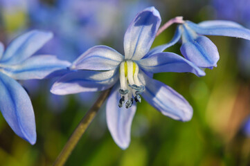Early spring flowers in forest. Scilla siberica.