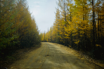 Larch forest trail in autumn