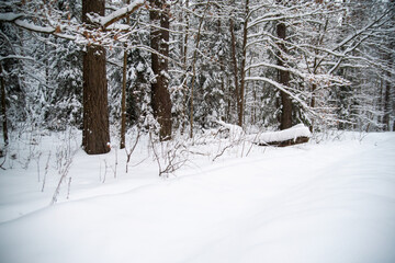 winter forest under the snow. travel in winter. impenetrable forest