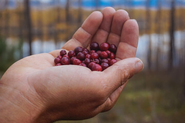 Wild berries of lingonberry in the hand of a man