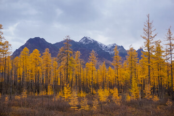 Golden autumn larch trees on the background of the Kodar ridge