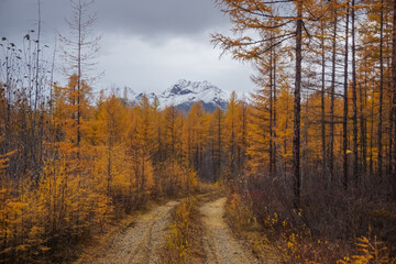 Larch forest trail in autumn